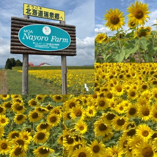 �Ђ܂�蔨🌻